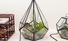 An air plant terrarium