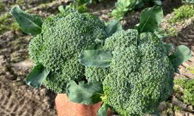 A farmer's hand, holding two deep green bunches of broccoli