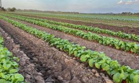 Rows of red root vegetables topped with green leaves