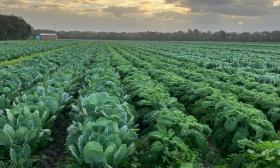 Rows of leafy greens stretched out toward the sunset