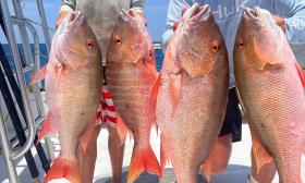 Four red snappers