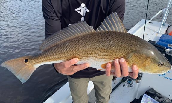 A fish caught fresh from the water