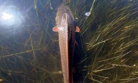 A fish swimming in the water