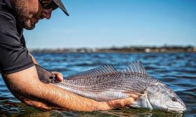 A fish being held in the water