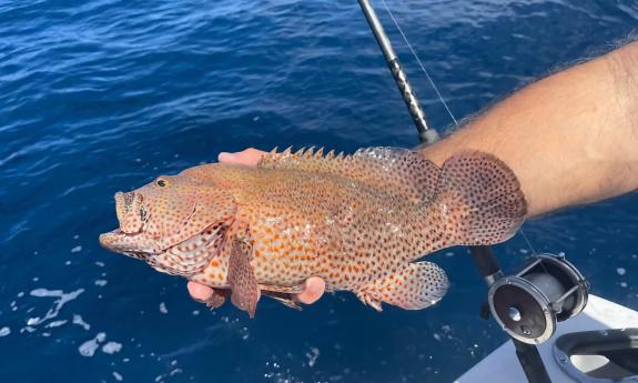 A fish caught onboard