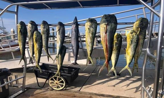 Fish hung up on the deck