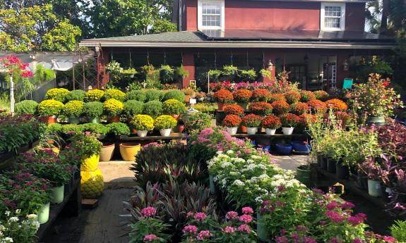 An assortment of flowers displayed in the garden center