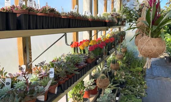 Potted plants arranged on the side wall and hanging above