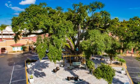 The live oak tree sitting on Villa 1565's property