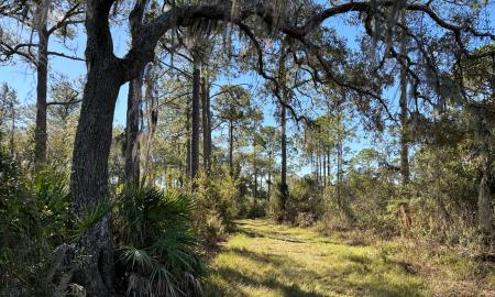 A section of the trail with shaded trees and various vegetation