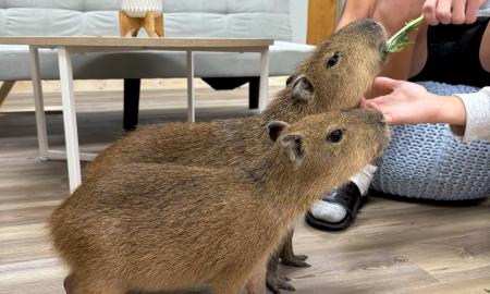 Guests feed the two capybaras