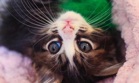 A kitten at Frisky Cat Cafe, where visitors may view, play with, and adopt cats and kittens.