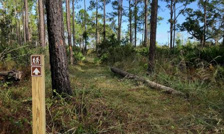 The Flatwoods Loop Trail in the Matanzas State Forest in St. Augustine.