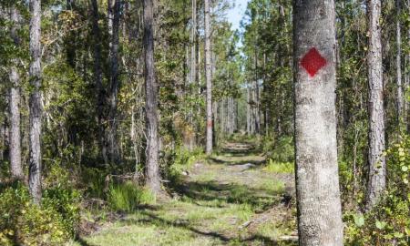 Gourd Island park walking trail in St. Johns County