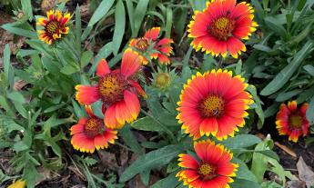 Colorful flowers in the bushes at Vermont Heights Park