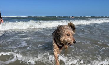 Dog at the beach walking in the surf.