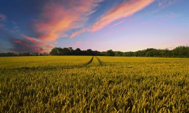 Breeze moves across farmland. 