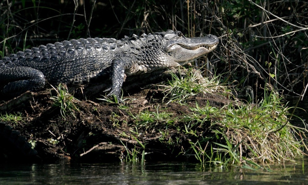 Alligator sighting with Sudden Notice Charters